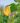 rose-4224815_640