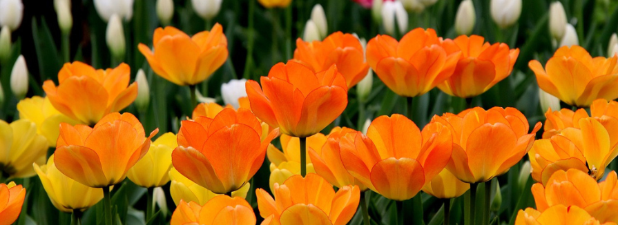 Slider_image_1